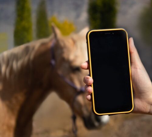 Quick Scan: Pet Scan